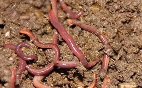 养殖什么稀奇的品种赚钱快又好养,养殖最赚钱的品种