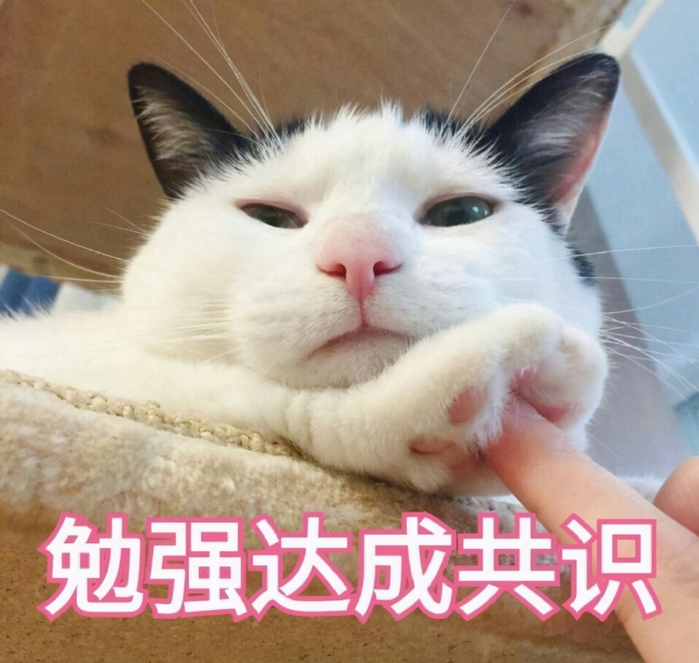 宠物猫太胖好不好,宠物猫怎么减肥