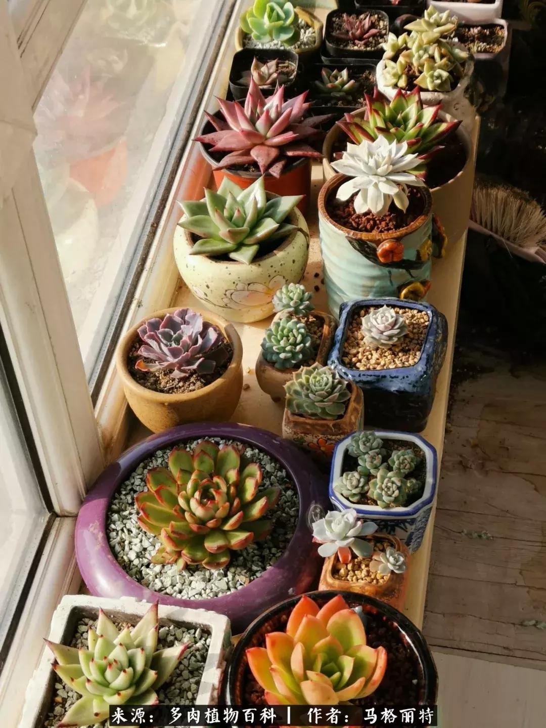 北方阳台多肉怎么过冬,北方阳台多肉