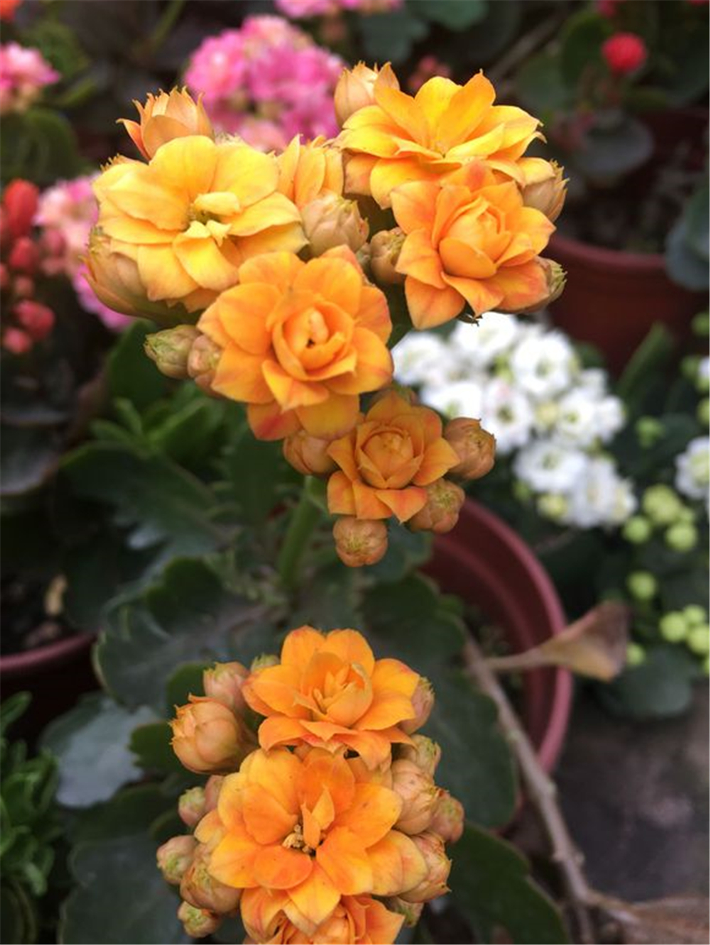 长寿花黄叶如何处理叶片多又嫩,长寿花冬季干尖黄叶的原因