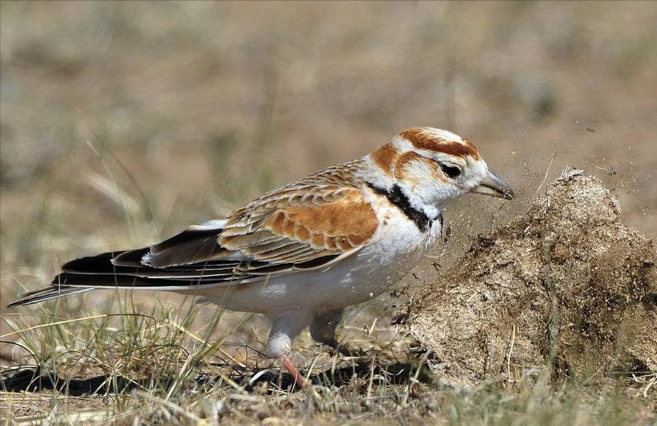 东江揽胜,惠州淡水常见鸟类图谱