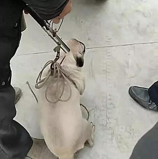 主人嫌小狗丑狠心把小狗扔掉,20多天的小土狗强行断奶还被卖掉