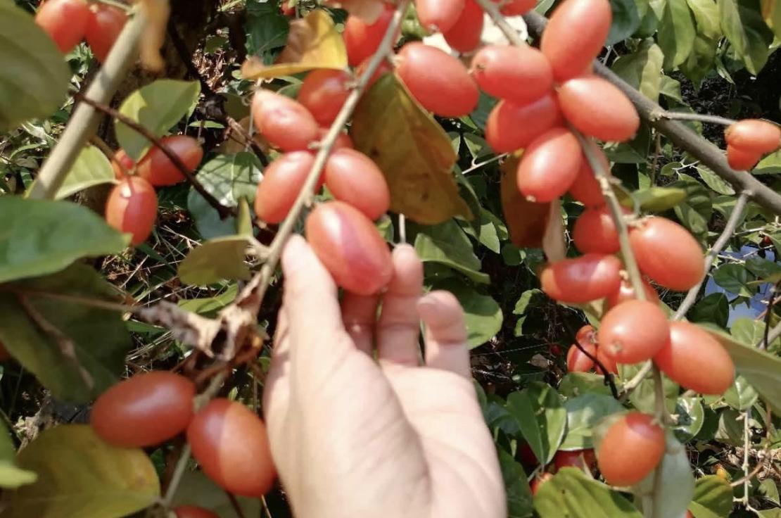 小时候地里有种像小葡萄的野果,无叶结小红果的果树