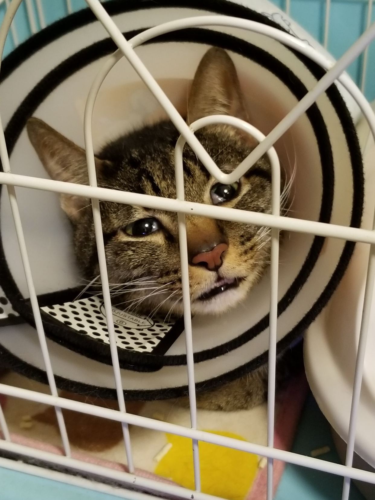 褰卞笣鐚挭婕旀妧鍙ｅ悙鐧芥搏,褰卞笣鐚挭