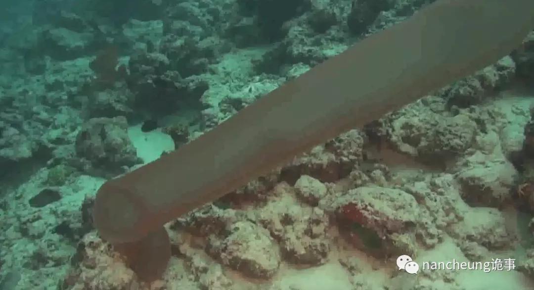 深海迷航第49天神秘生物,深海海底神秘的10种生物