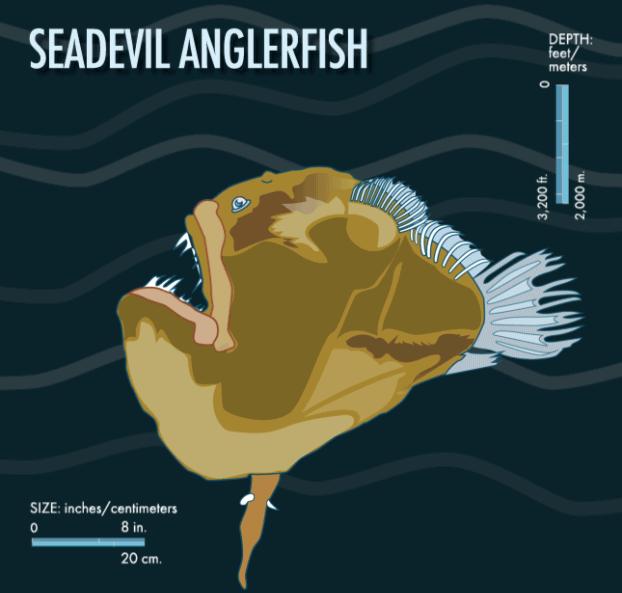 马里亚纳海沟68种不明生物,马里亚纳海沟的奇怪生物的图片
