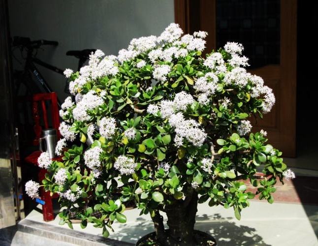 玉树黄叶快速治疗,玉树叶黄怎么补救最快