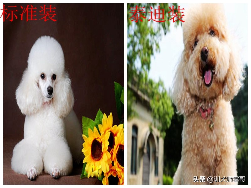 比较适合在家养的小型犬京巴狗,小型犬比较温顺好养是什么品种