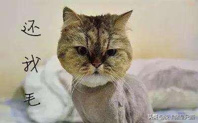 天热给猫降温,猫咪热天怎么养