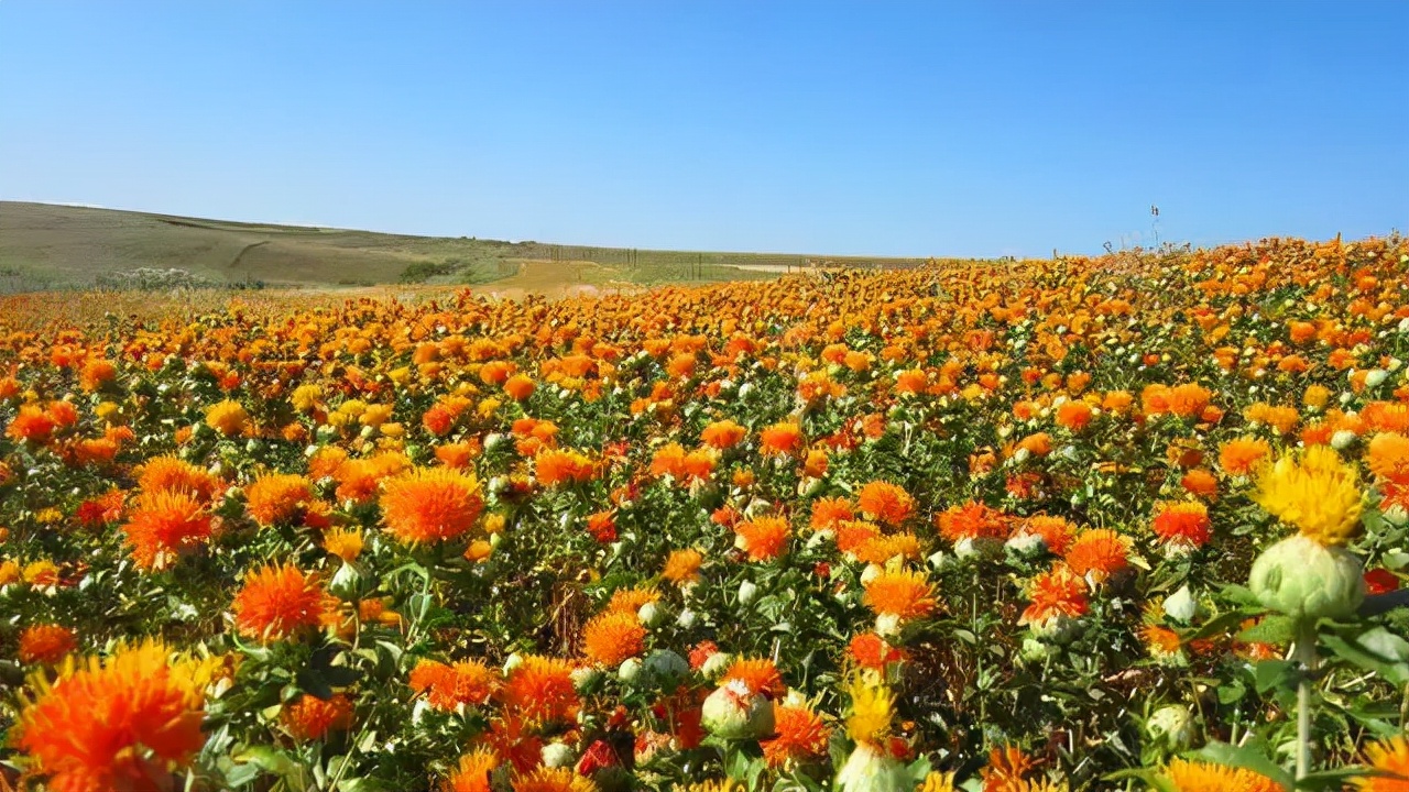 塔城生态环境优美,新疆是个好地方塔城