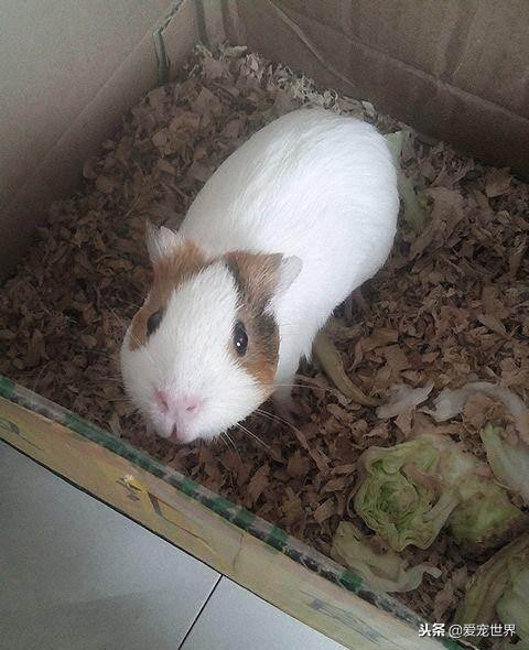 仓鼠是老鼠还是豚鼠,豚鼠还是仓鼠比较好