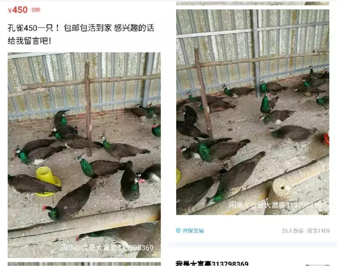 卖女性*裤内**、活体动物、京牌出租,咸鱼的路子有多野