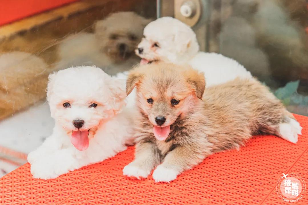 逛花卉市场赏心悦目,逛花鸟市场的快乐