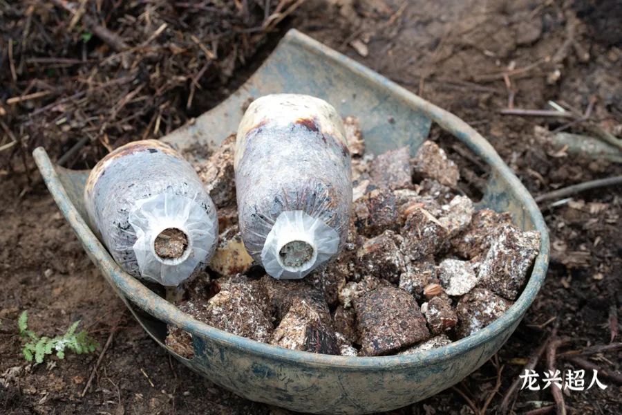 达州道地药材天麻,正宗中药材天麻