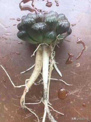 玉露养护小妙招,玉露有点黄怎么办