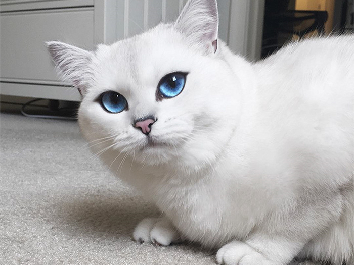 白毛蓝眼睛的猫咪是什么品种,白毛蓝眼睛的猫性格