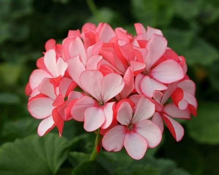 专业祛红血丝修复敏感肌,修复红血丝脸部精油