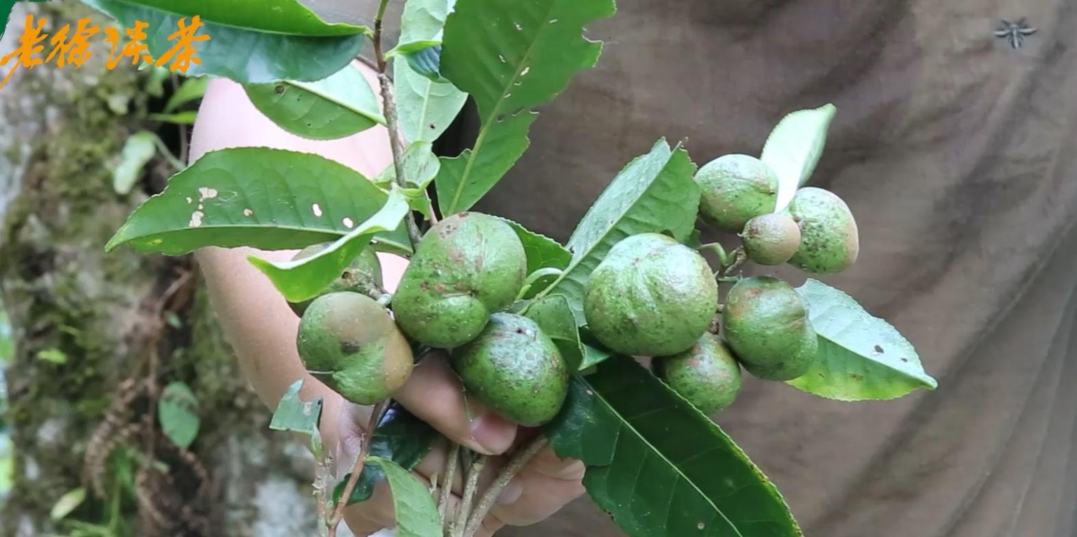 老徐谈茶9棵古树茶,老徐谈古茶园全集