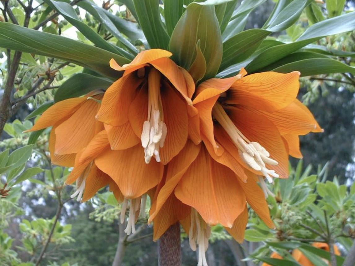 山上1元一斤的药材,自己种植贝母1斤多少钱