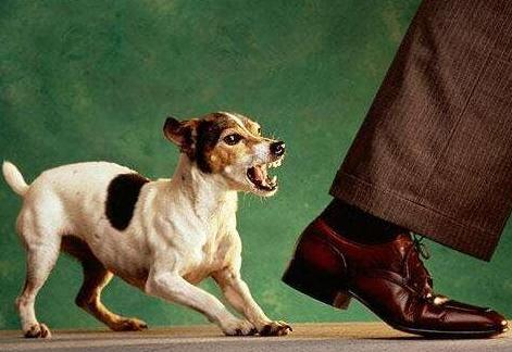 外面狗狗半夜叫个不停有什么预兆,狗狗一直叫不停怎么办