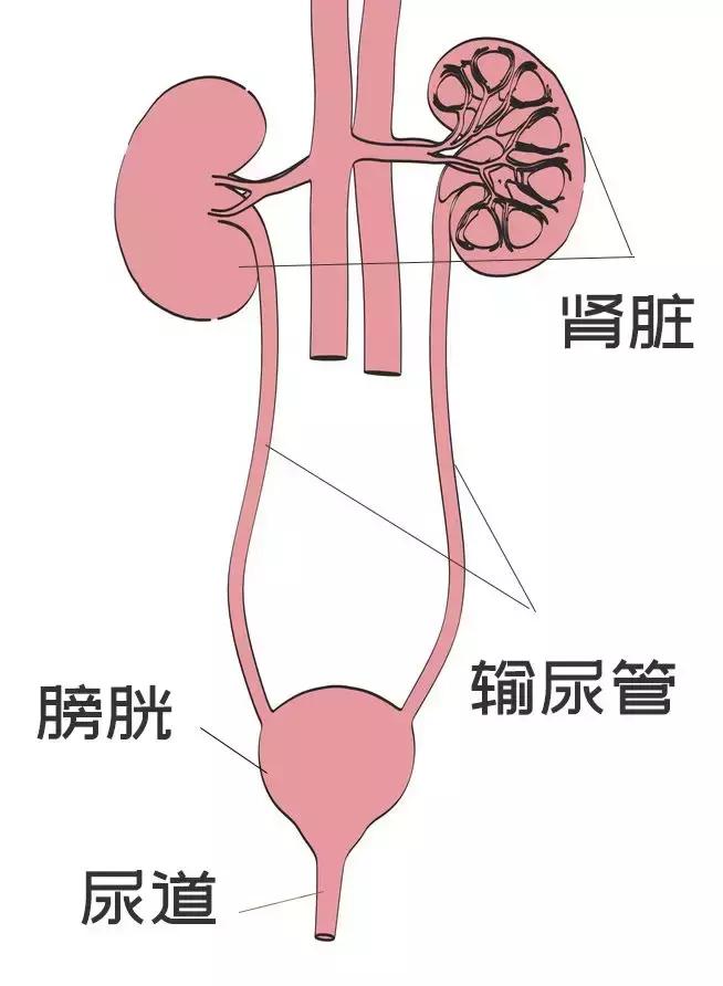 尿路感染不地道，专挑女孩子欺负