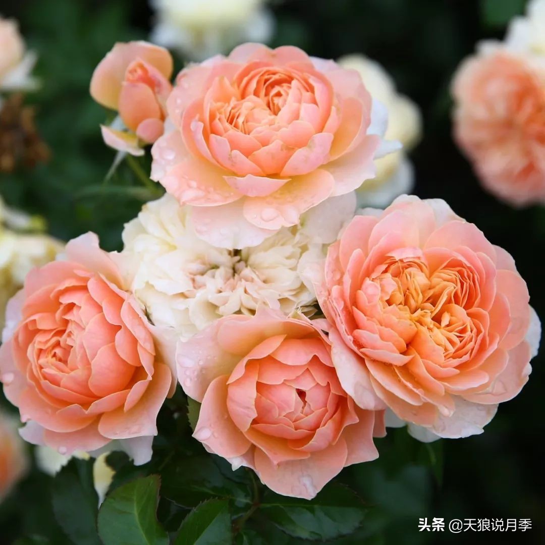 四月最浪漫的蔷薇花,最浪漫的四月花