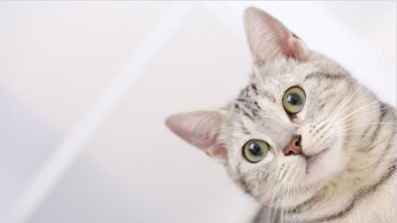 小猫的胡须剪掉了会有什么情况,手残猫剪毛