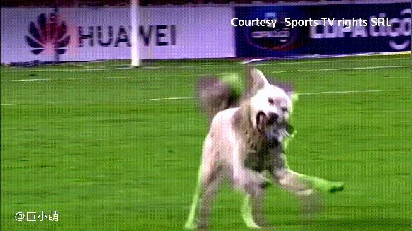 娴佹氮鐙楄鍏ヨ繍鍔ㄤ細,娴佹氮鐙楅棷鍏ヨ冻鐞冨満