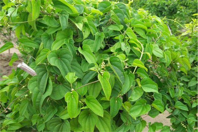 山药槽高产栽培技术视频,山药塑料管栽培技术图片