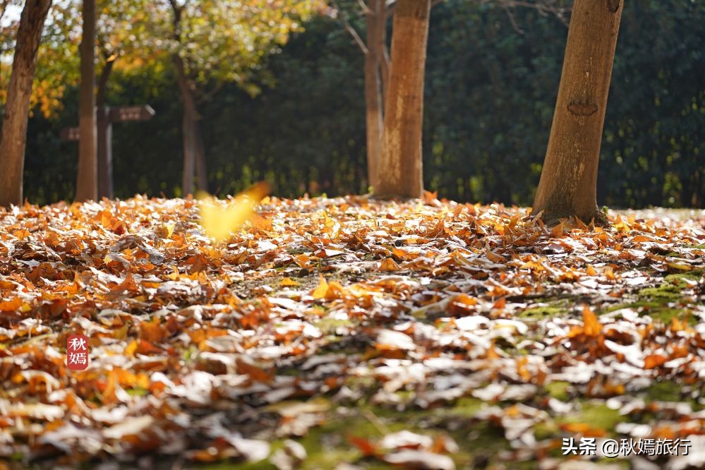 常熟网红枫林秋意盎然，游客络绎不绝，百年老店五道菜肴165元
