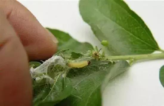 秋季枣树怎样防病虫,枣树怎样应对高温天气影响