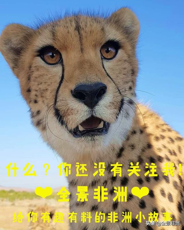 非洲科普｜长颈鹿的脖子为什么那么长？它又是怎样睡觉的？