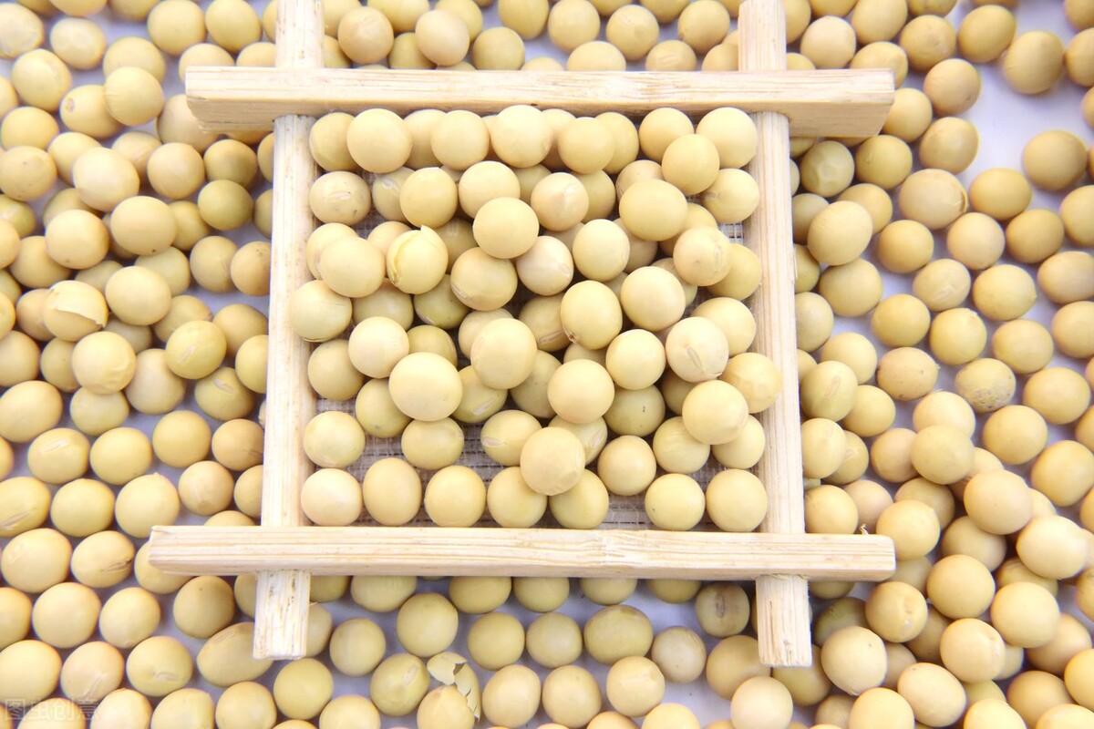 黄豆种子的种植方法和注意事项,低洼地种植黄豆注意什么