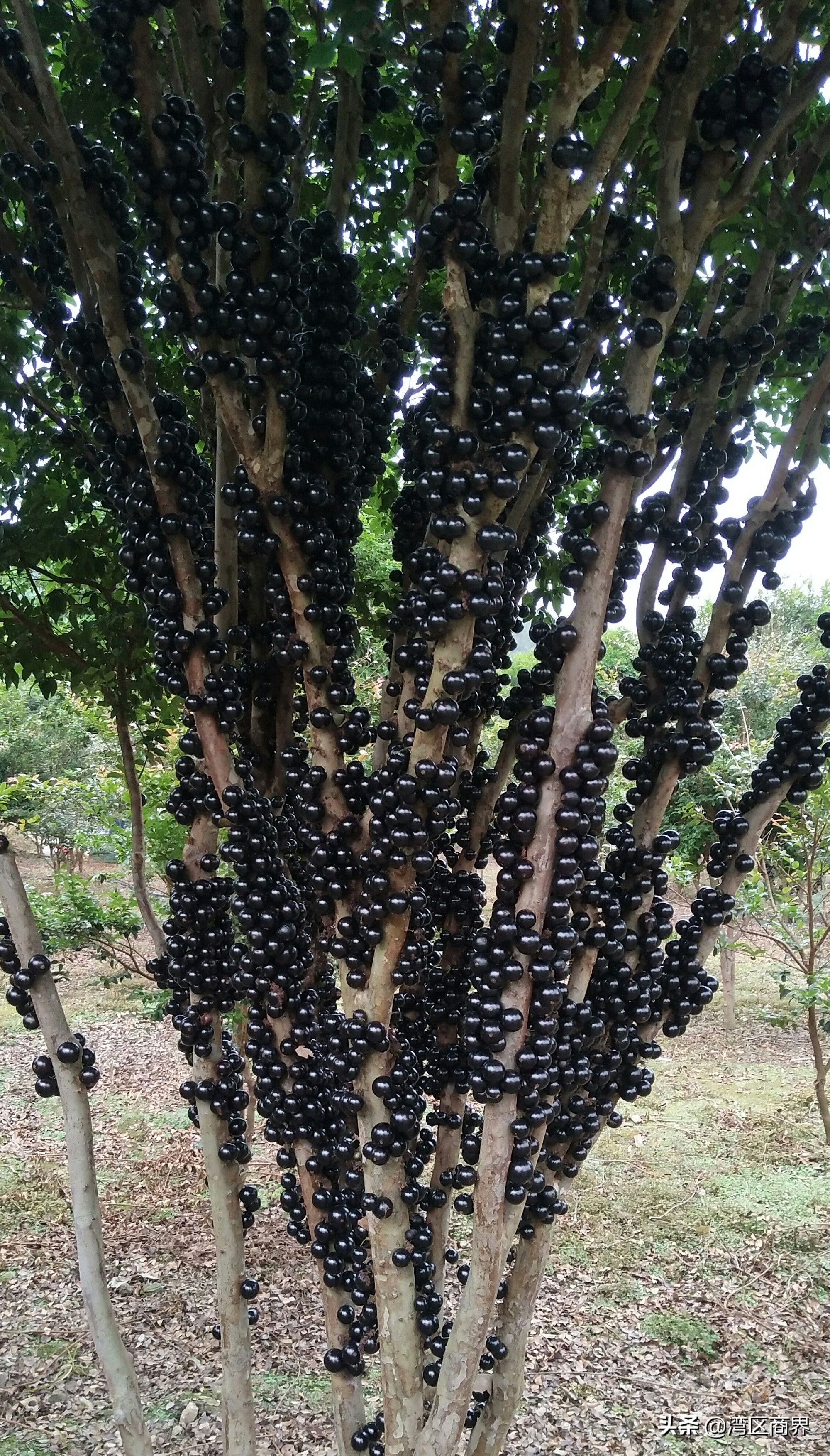 东莞人十年潜心巴马种果酿好酒：助力当地脱贫致富助力国人健康