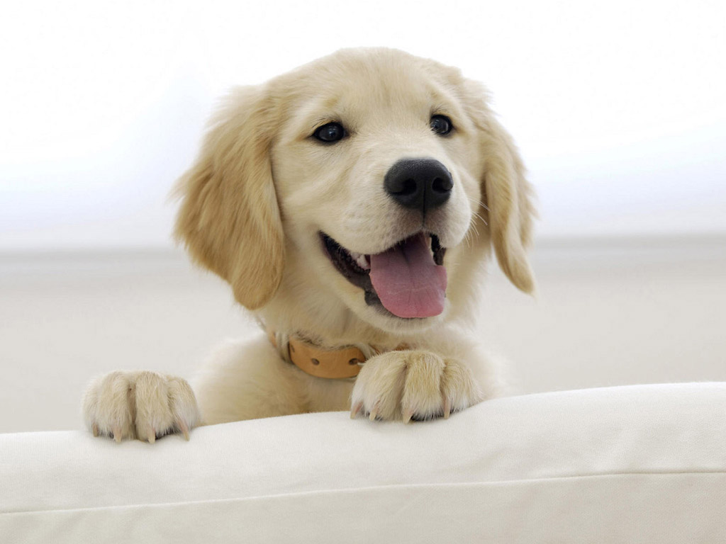 狗狗的健康需要铲屎官怎样来守护,不做铲屎官的后果