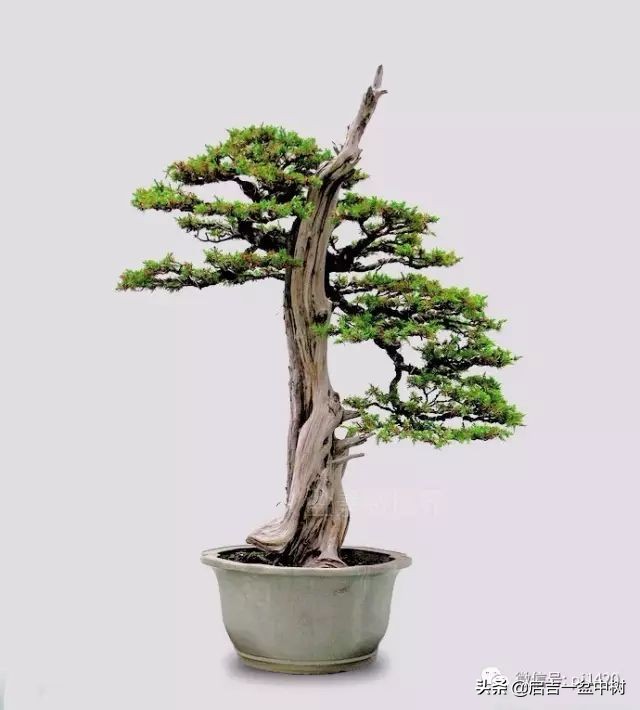 怎样养盆景树桩,怎么养盆景竹