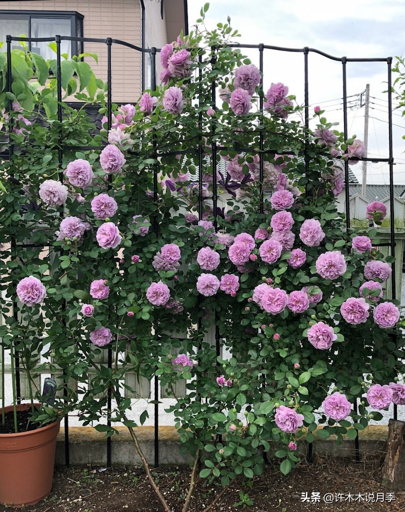 区分爬藤月季和普通月季的方法,微月阳台月季灌木品种有哪些