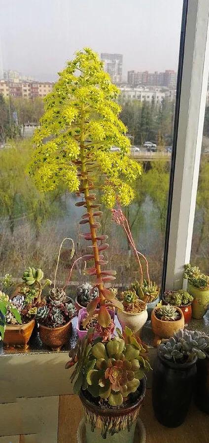 多肉法师韶羞现在能摘心吗,韶羞法师和荷兰玫瑰法师的区别