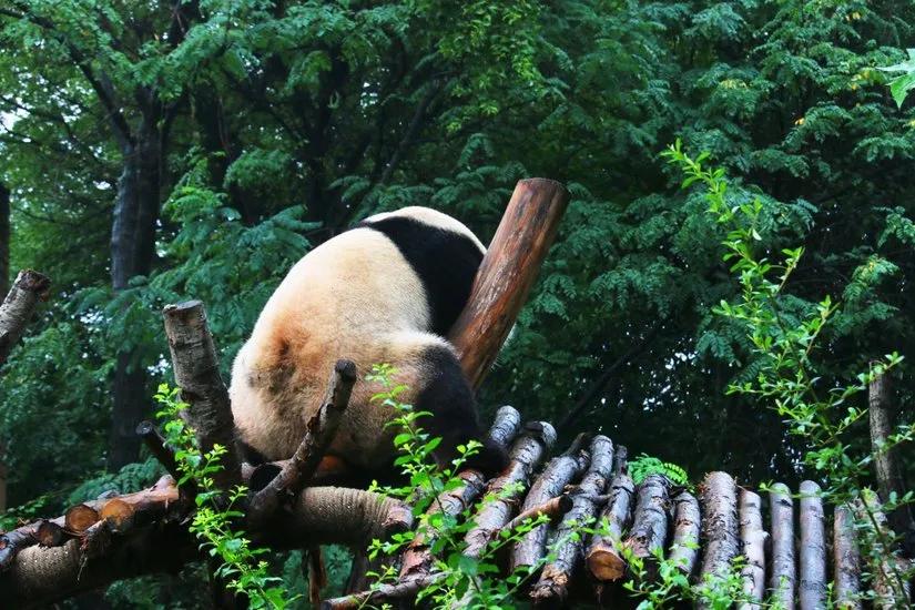 贡嘎山的徒步,贡嘎雪山大环线徒步游记