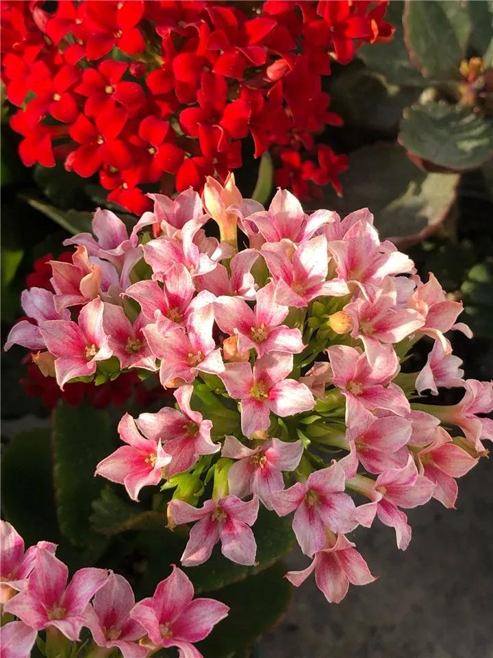 长寿花，寓意好、开花漂亮，花期长，品种多达300个