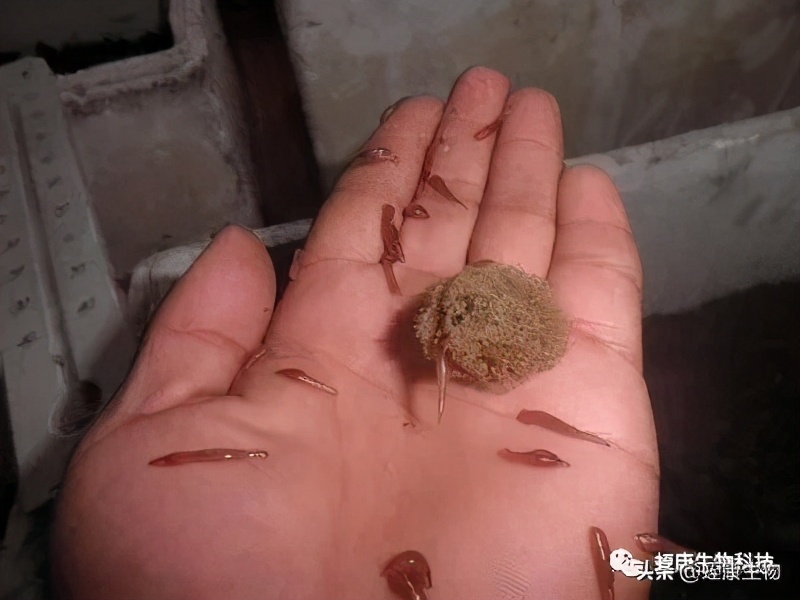 水蛭小苗下水不开口抱团是为什么,水蛭生长须要什么样的条件