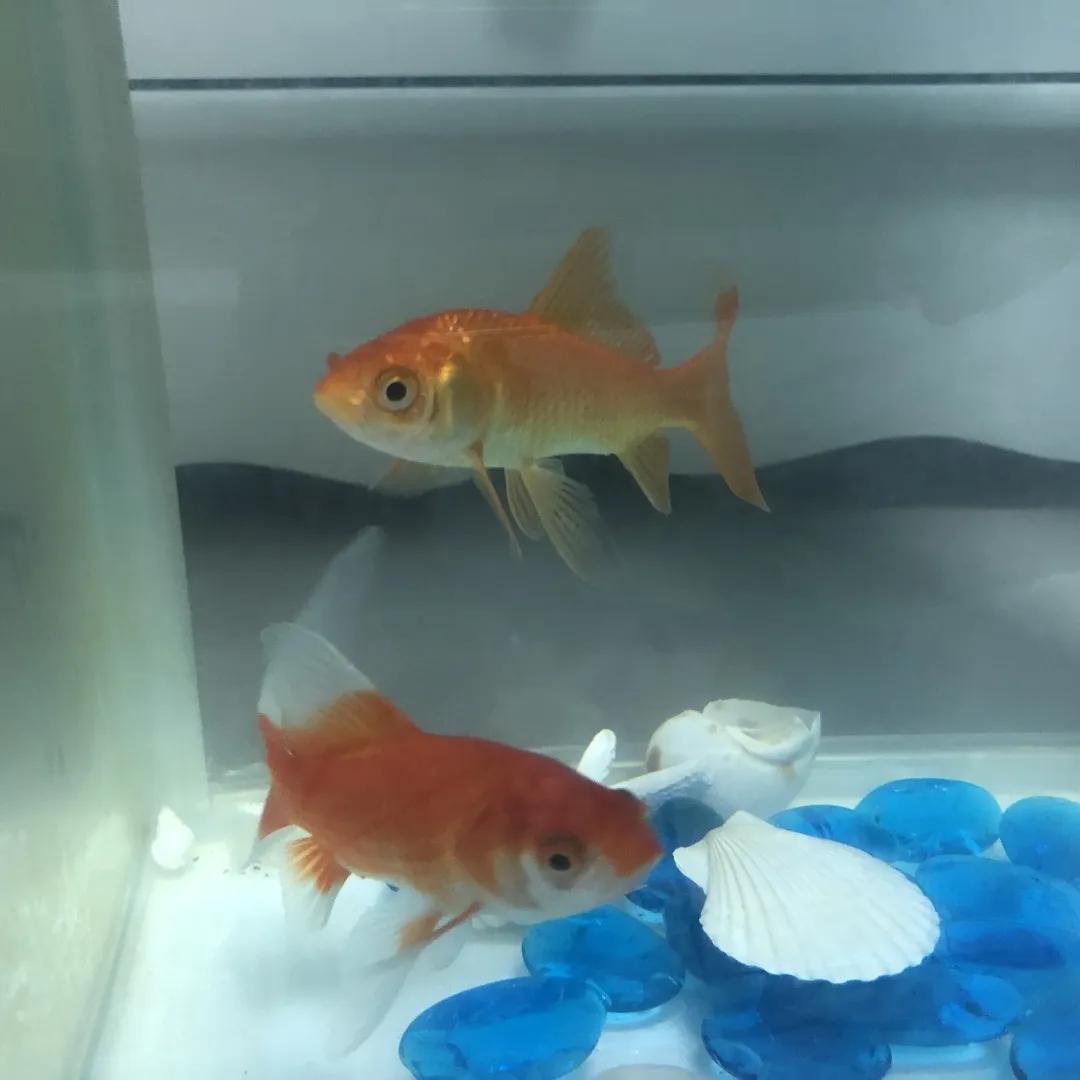 和宠物交流说什么,宠物谈恋爱怎么回事