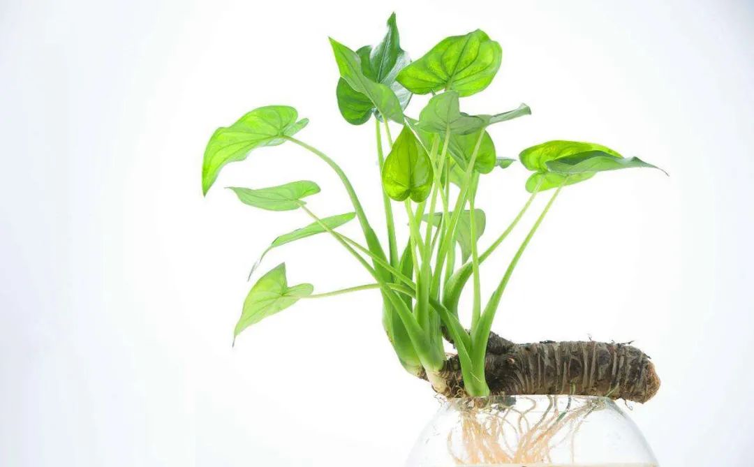 滴水观音为什么会滴水的详细介绍,关于滴水观音的知识