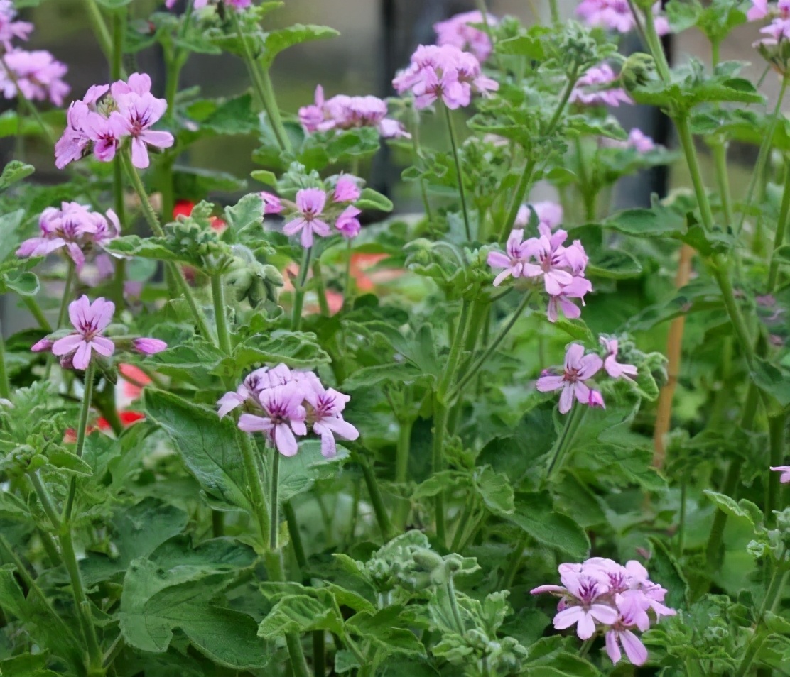 这种花别乱浇水水越多越不开花,这种花不怕冷好养易活