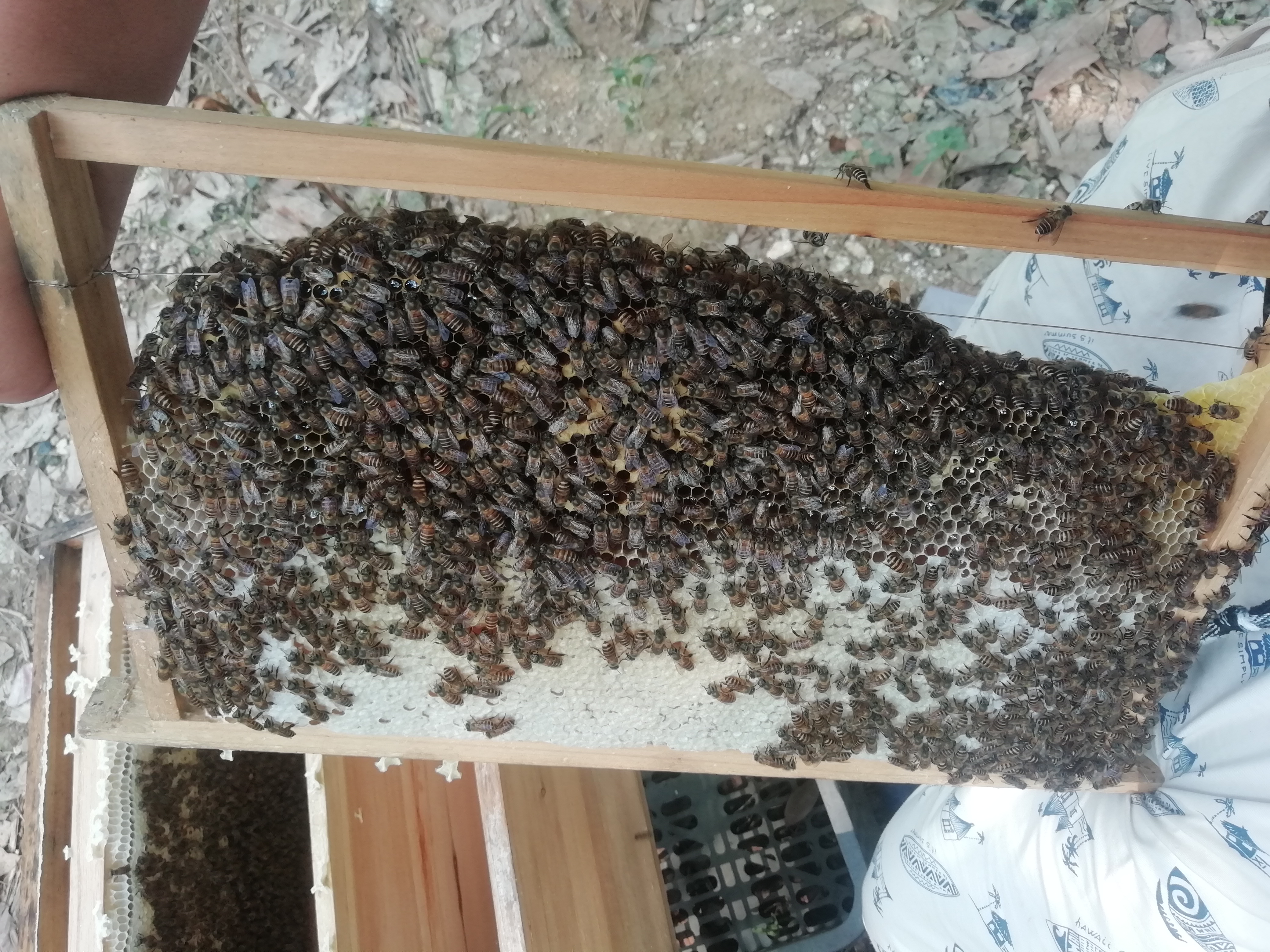 发现蜜蜂在筑巢怎么办,发现蜜蜂怎么解决