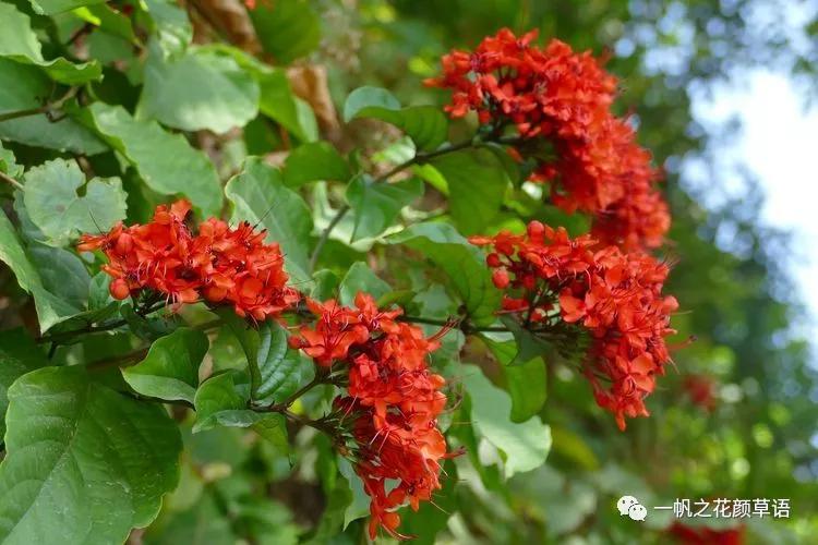 美丽赪桐(Clerodendrumspeciosissimum)