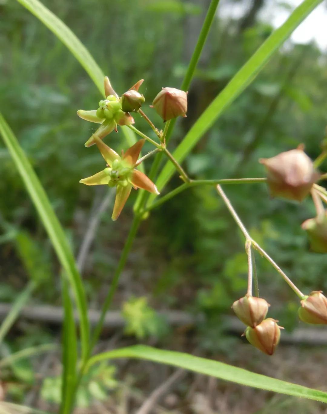 冬天常见中药植物图片及功效,花期长的草本植物图片