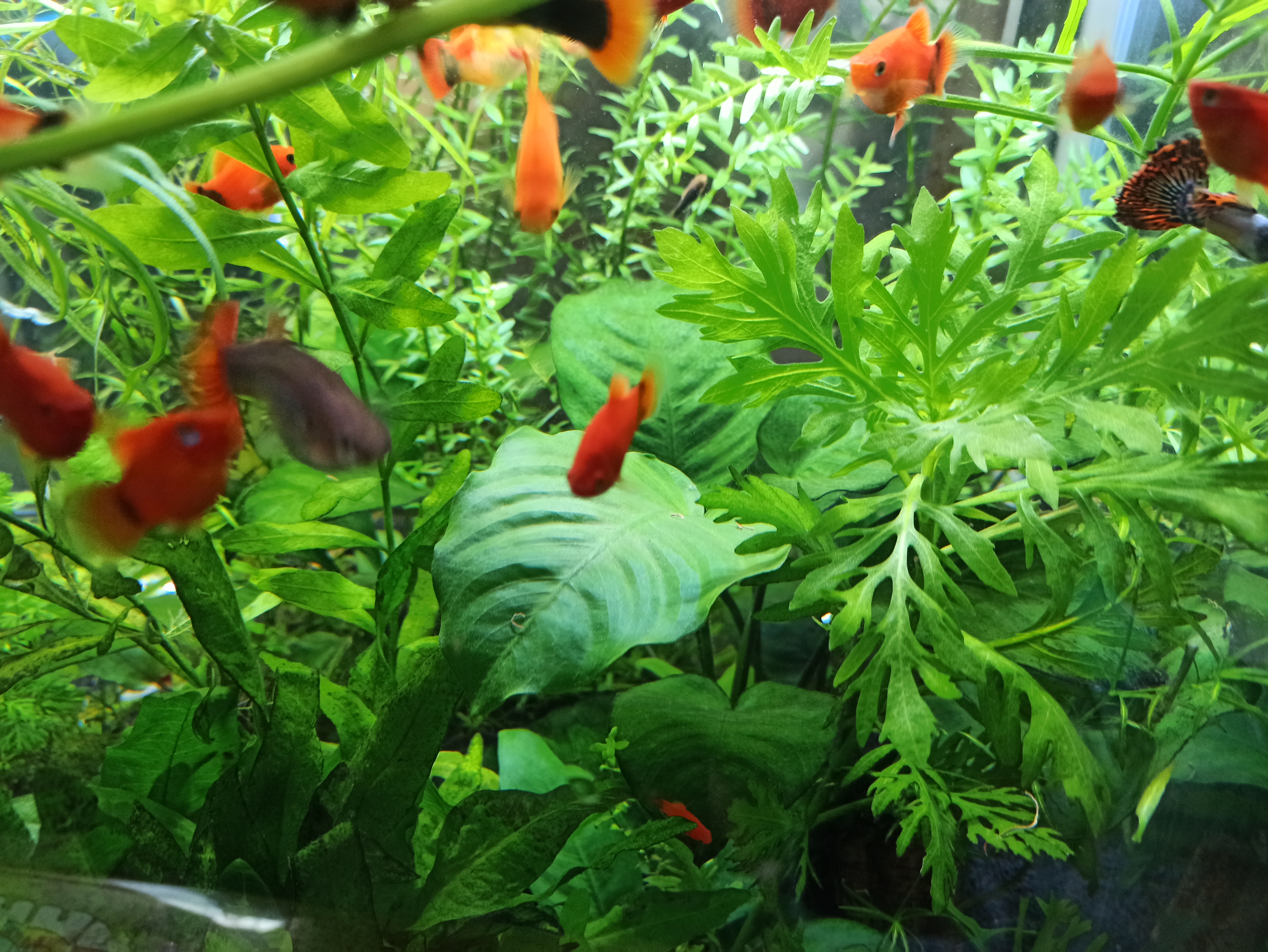 海缸各种藻类及防治,海缸常见10种藻类的解决方法