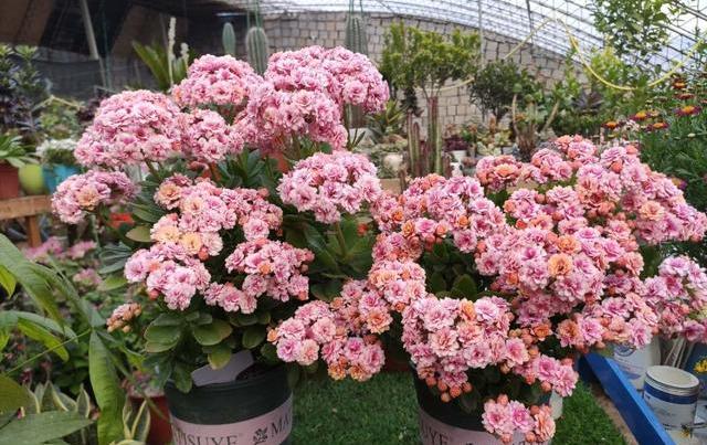 长寿花越开越小,长寿花怎么才能长得又粗又壮