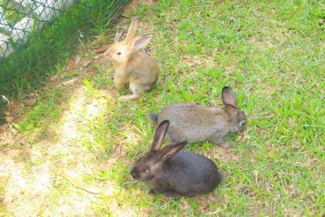 东莞巴西自助烤肉,东莞市区好吃的巴西烤肉